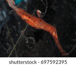 Orange Robust Ghost Pipe Fish