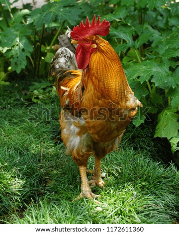 Similar – Image, Stock Photo Young cock on meadow