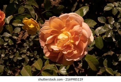 Orange rose blooming in the garden. Closeup view of Rosa Pat Austin green leaves and orange flower, blooming in the park in spring.