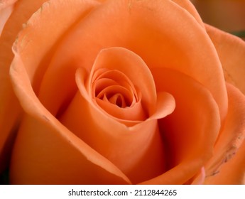 An Orange Rose Blossom, Cut Flowers   