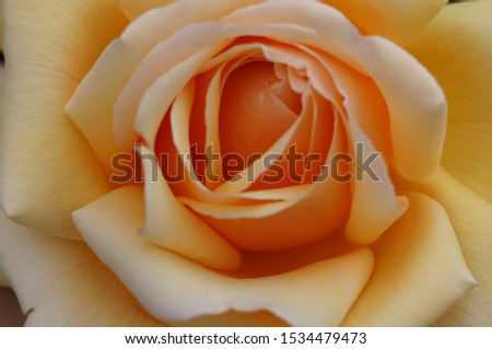 Similar – gelbe Rose blühende Rose