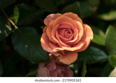 Orange Rose, Rose Close Up