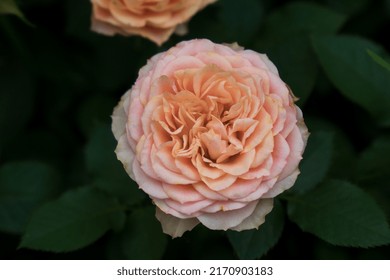 Orange Rose, Rose Close Up