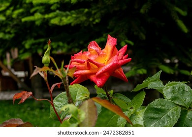 orange rose close up leaves - Powered by Shutterstock