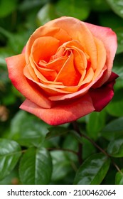 fleur de rose orange en gros plan