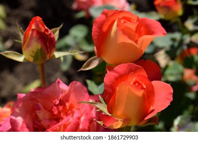 Orange Rose Flower 