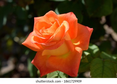 Orange Rose Flower 