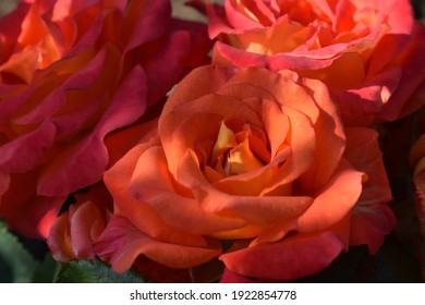 Orange Rose Flower 