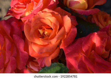 Orange Rose Flower 