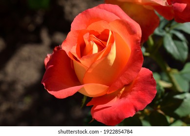 Orange Rose Flower 