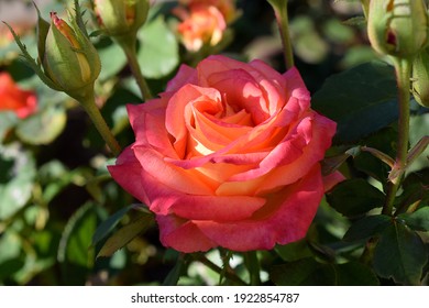 Orange Rose Flower 