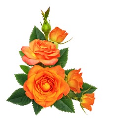 Orange Rose Flowers In A Corner Floral Arrangement Isolated On White