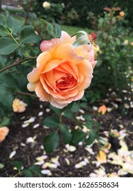 Orange Rose Taken At Kew Gardens U.K.