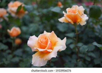 orange rose with water doplet on rose.