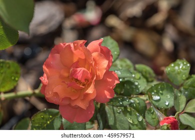 An Orange Rose, Winter Park, Orlando, Florida