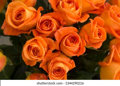 The Orange Roses
