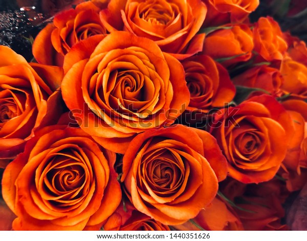 beautiful orange rose wallpaper