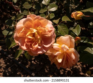 Orange roses blooming in the garden. Closeup view of Rosa Pat Austin green leaves and orange flower, blooming in the park in spring.