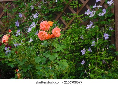 Orange Roses And Blue Clematis On The Pergola