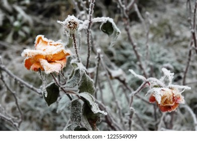 Orange Roses In Full Bloom Covered With Snow, Unexpected Weather Change In Prague, Czech Republic