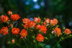 Orange Roses On Fresh Green Leaf Background And Bokeh Blure With Shallow Depth Of Field. Soft Focus.