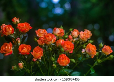 Orange roses on fresh green leaf background and bokeh blure with shallow depth of field. Soft focus. - Powered by Shutterstock