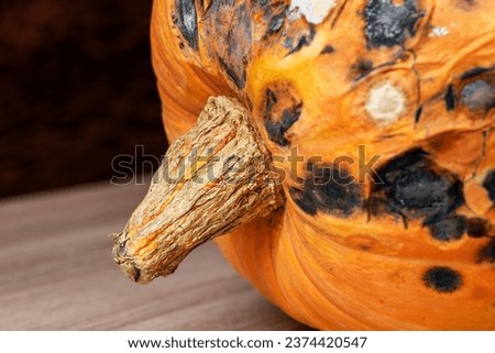 Orange rotten Halloween pumpkin close-up. A scary decoration for an autumn holiday. Spoiled vegetable as a background for a postcard.