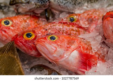 Orange Roughy On Ice