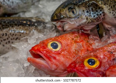 Orange Roughy On Ice