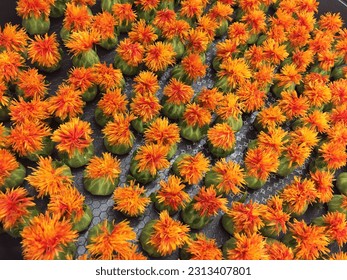 orange safflower Flower up close