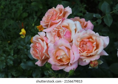 12,994 Salmon color flowers Images, Stock Photos & Vectors | Shutterstock