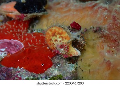 Orange Scallop In Rodney Bay, Saint Lucia.