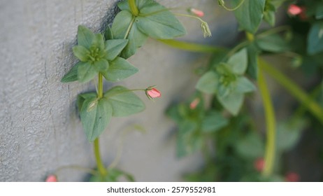 Brote flor pimpinela escarlata