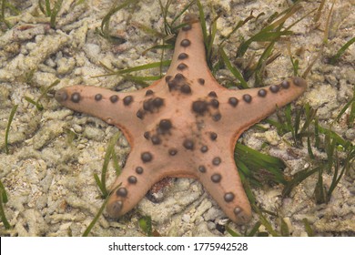 Orange Sea Star On Sandy Ocean Floor With Green Algae In Tropical Waters