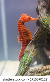 Orange Seahorse Saltwater Fish Tropical Ocean Pipefish Sea Dragon Fish Tank Horse Red Yellow Tropical