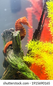 Orange Seahorse Saltwater Fish Tropical Ocean Pipefish Sea Dragon Fish Tank Horse Red Yellow Tropical