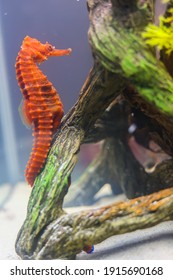 Orange Seahorse Saltwater Fish Tropical Ocean Pipefish Sea Dragon Fish Tank Horse Red Yellow Tropical