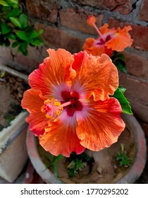 Orange Shoeblack Plant At Home