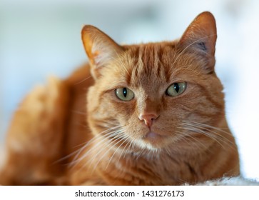 Curled Up Kitty Images Stock Photos Vectors Shutterstock