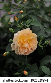 Orange Shrub English Rose (Rosa) Dame Judi Dench Blooms On An Exhibition In May