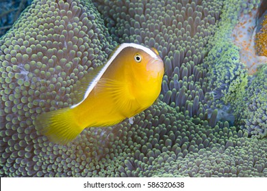 Orange Skunk Clownfish, Amphiprion sandaracinos - Powered by Shutterstock