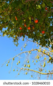 Orange and sky