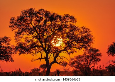 orange sky with fiery sun behind a large tree making a statement silhouette in Africa