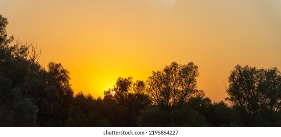 Orange Sky At Sunset And Dark Tree Tops. Summer. Web Banner.