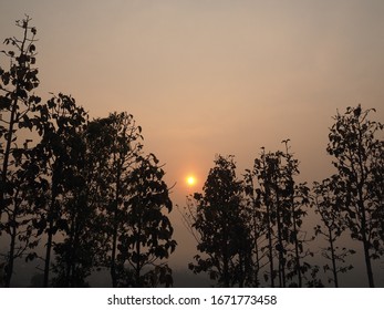 Orange Sky Sunset With Tree Sillhouette