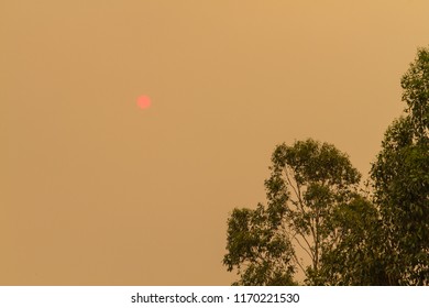 Orange Sky With Trees In Foreground And Red Sun In Background Due To Bushfire