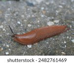 orange slug crawling on the ground