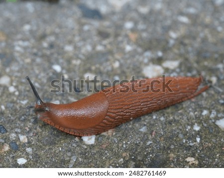 Image, Stock Photo The slug crawling up a window pane somehow looks like an alien.