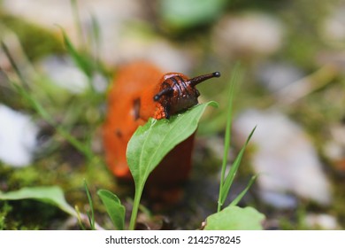 An Orange Slug Eating A Leaf