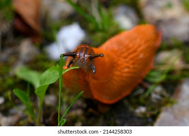 An Orange Slug Eating A Leaf